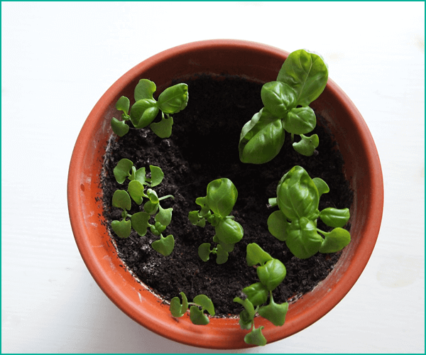 ハーブ栽培のコツと方法