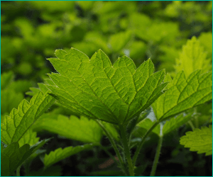 日本でのハーブの歴史と文化
