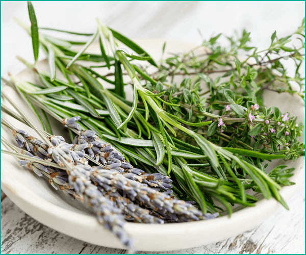 ハーブ利用の人類史と人気