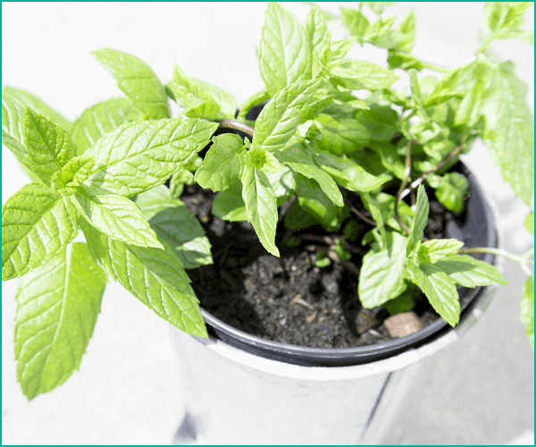 家庭でハーブを育てる方法