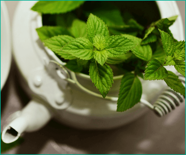 ハーブの種類と特徴